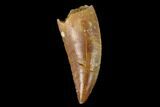 Serrated, Raptor Tooth - Real Dinosaur Tooth #158966-1